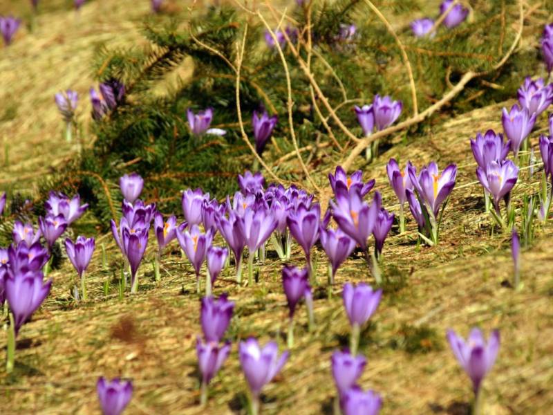 Roślinność Tatrzańska